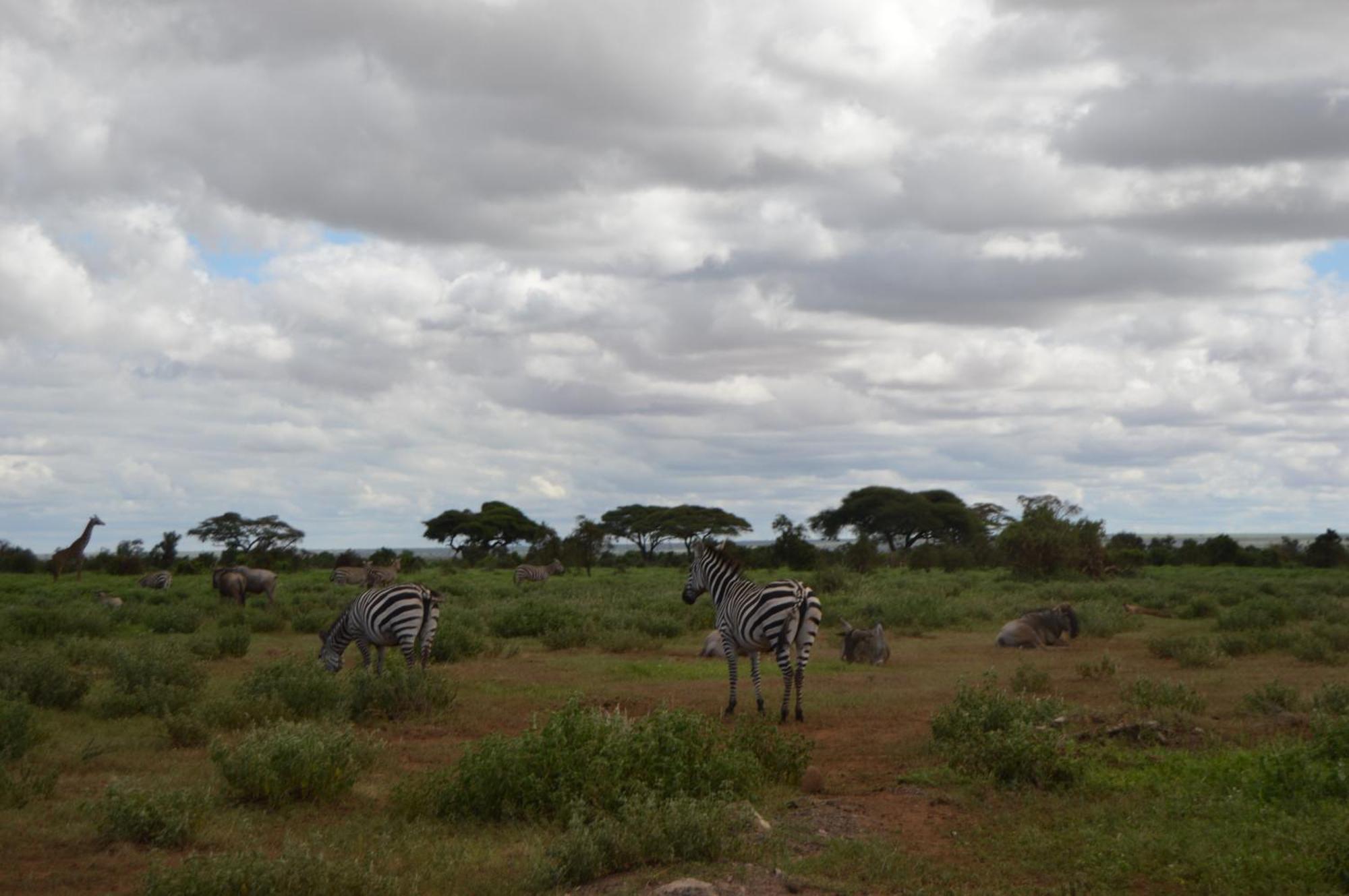 Wild Amboseli Ndovu Cottage. エクステリア 写真