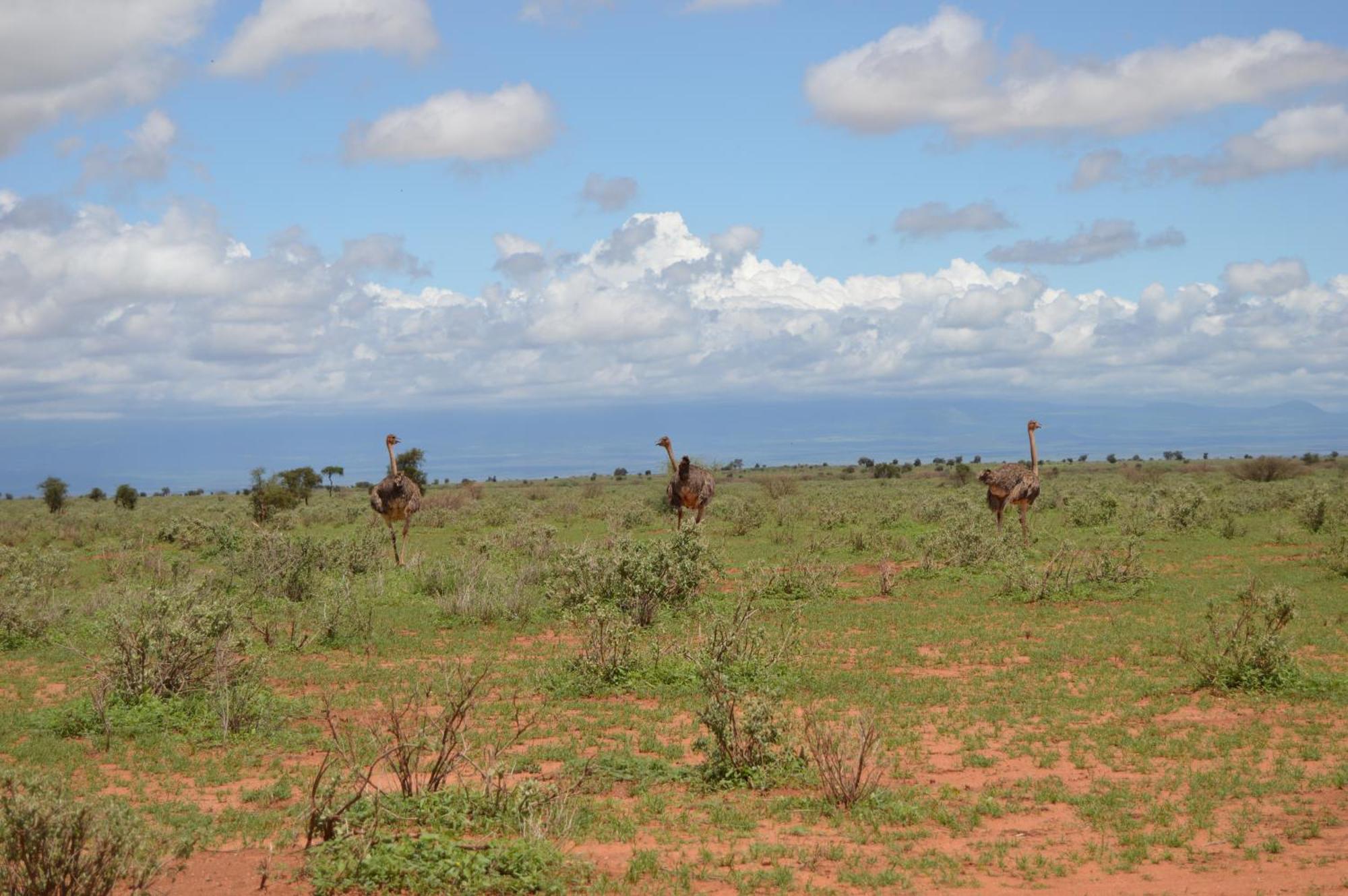 Wild Amboseli Ndovu Cottage. エクステリア 写真
