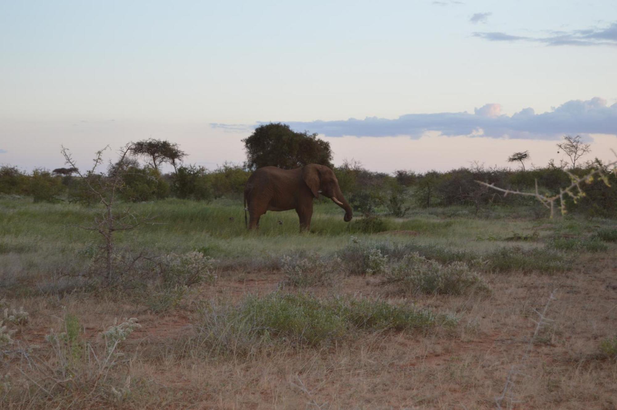 Wild Amboseli Ndovu Cottage. エクステリア 写真