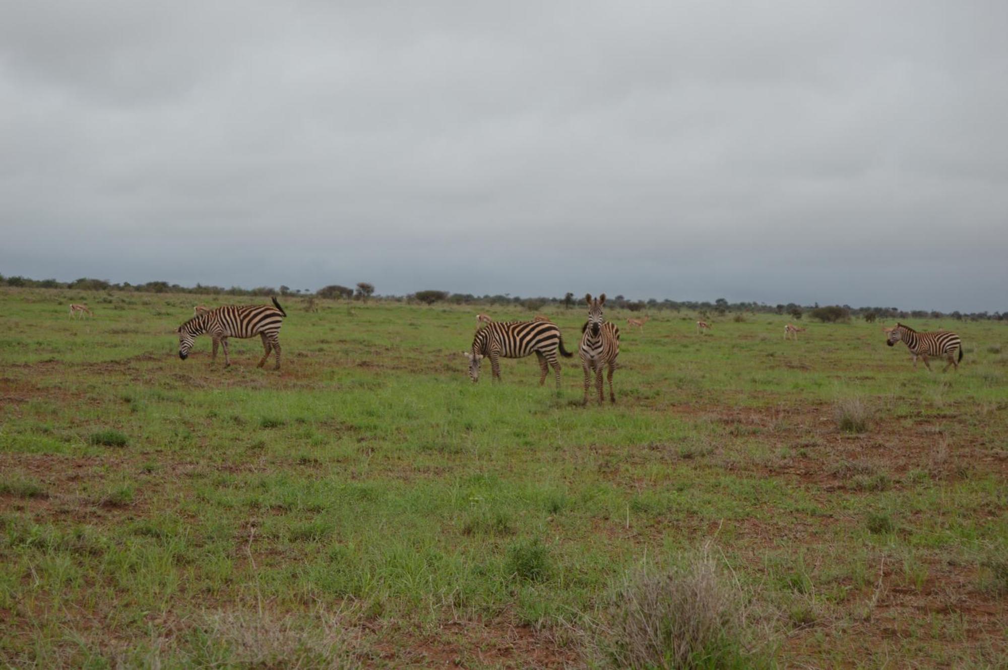Wild Amboseli Ndovu Cottage. エクステリア 写真